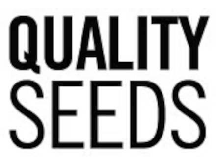Corn Quality Seeds