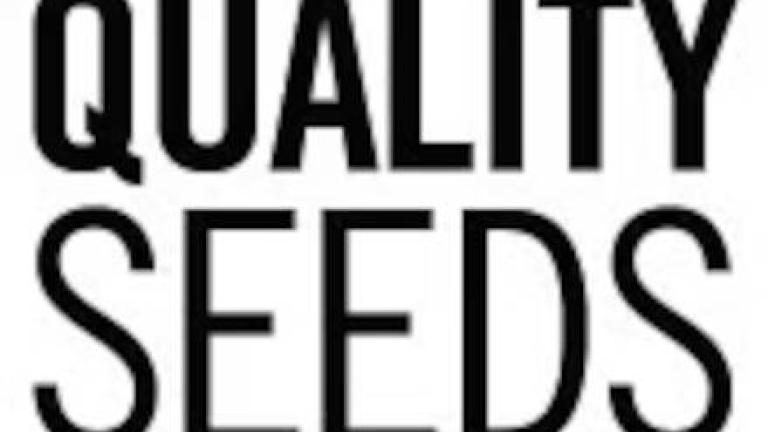 Corn Quality Seeds